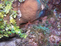  "don't talk about my nose!"
taken this past jan.07 in c... by Debbie Allen 